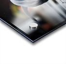 Rottweiler Puppy Discovers Garden Snail On Rainy Day Acrylic print