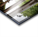 Joyful Rottweiler Puppy Wags Tail Under Porch Acrylic print