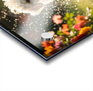 Tired Poodle Puppy Rests After Sprinkler Fun Acrylic print