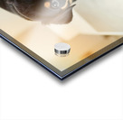 Brave Puppy Completes The Weighing Acrylic print