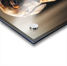 Dachshund Puppy Arrives At The Veterinary Clinic Acrylic print