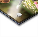 Proud Beagle King Rules His Domain Acrylic print