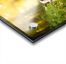 German Shorthaired Pointer Puppy Befriends Trail Horse Acrylic print