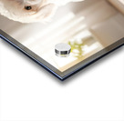 Poodle Puppy Discovers Colorful Paint Containers Acrylic print