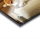 Corgi Puppy Gets Stuck In Cookie Jar Acrylic print