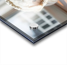 Bichon Frise Puppy Peeking From Sweater Sleeve Acrylic print