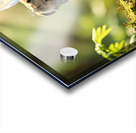 Pug Puppys Magical Garden Adventure Begins Acrylic print