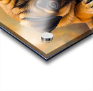 Pug Puppy Discovers The Amazing Moving Picture Box Acrylic print