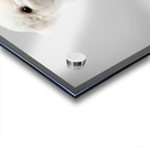 Focused Bichon Frise Puppy Poses Perfectly For Camera Acrylic print