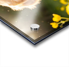 Golden Retriever Puppy Discovers Herb Pile Acrylic print