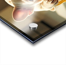 French Bulldog Puppy Discovers Spaghetti Bowl Acrylic print