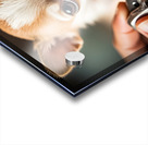 Happy Chihuahua Puppy After Successful Nail Trimming Acrylic print