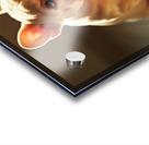 Satisfied Puppy Rests After Big Meal Acrylic print