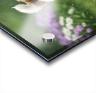 Happy Shih Tzu Puppy Enjoys Raindrop Adventure Acrylic print