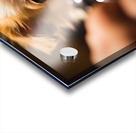 Chihuahua Puppy Waits For Nail Trimming Appointment Acrylic print