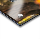 Playful Cane Corso Puppy Circles Around Tree Base Acrylic print