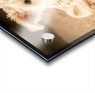 Proud Bichon Frise Puppy Wearing Cozy Sweater Acrylic print