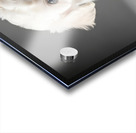 Bichon Frise Puppy Ready For Photo Session Acrylic print