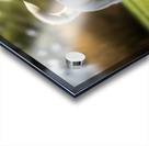 Siberian Husky Puppy Discovers Pinecone In Sunny Garden Acrylic print