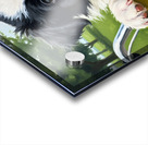 Border Collie Puppys First Bicycle Basket Adventure Begins Acrylic print