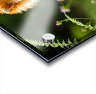 Pomeranian Puppy Discovers The Perfect Climbing Challenge Acrylic print