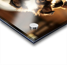 Australian Shepherd Puppy Discovers Perfect Hiding Spot Acrylic print