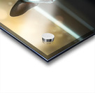 Boston Terrier Puppy Sees Sunshine After The Rain Acrylic print