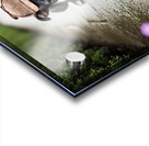 Boston Terrier Detective Puppy Begins Mystery Investigation Acrylic print