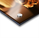 Happy Yorkshire Terrier Puppy Plays With Toy Acrylic print