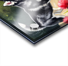 Happy Husky Puppy Enjoys Pond Watching Acrylic print