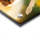 Feather Lands On Happy Pomeranian Puppy Acrylic print