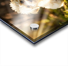 Poodle Puppy Meets New Friend In Garden Acrylic print