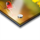 Beagle Puppy Discovers Flying Toy Acrylic print