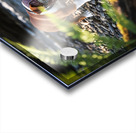 Bulldog Puppy Resting After Big Adventure Acrylic print