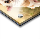 Happy French Bulldog Puppy Rests In Pumpkin Patch Acrylic print