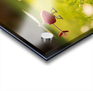 Beagle Puppy Rests After Helicopter Chase Acrylic print