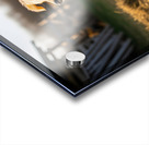 Sleepy Golden Retriever Puppy Rests In Cozy Haystack Acrylic print