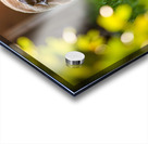 Golden Retriever Puppy Detective Begins Investigation Acrylic print