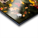 Pug Puppy Rests After Wind Play Acrylic print