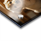 Apologetic Golden Retriever Puppy Looking Sorry Acrylic print