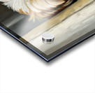 Shih Tzu Puppys Perfect Hiding Spot Behind Curtain Acrylic print