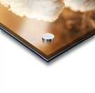 Bichon Frise Puppy Discovers Farm Haystack Adventure Acrylic print