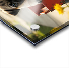 Sleepy Pug Puppy Rests After Wagon Adventure Acrylic print