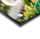 Curious Bichon Frise Puppy Discovers Garden Watering Can Acrylic print