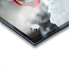 Pug Puppys First Snow Adventure With Red Earmuffs Acrylic print