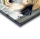 Pug Puppy Sits Proudly After Successful Guard Duty Acrylic print
