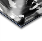 Excited Boston Terrier Puppy Emerges From Shopping Bag Discovery Acrylic print