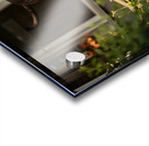 Cane Corso Puppy Gets Ready With Sparkly Collar Acrylic print