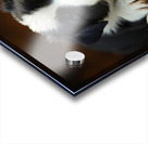 Sleepy Border Collie Puppy Naps On Open Book Acrylic print