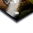 Cane Corso Puppy Returns Home After Night Out Acrylic print